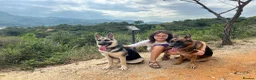 German Shepherd dogs for sale: ⭐ Rare East European Shepherd Puppies UK - Advert 34