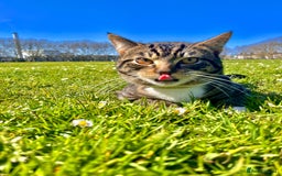 British Shorthair cats for sale: Free adopt 2Lovely Cats Looking for a Loving Home - Image 7