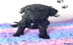 Cockapoo dogs for sale: F1b cockapoo ready to leave now last girl left - Image 36