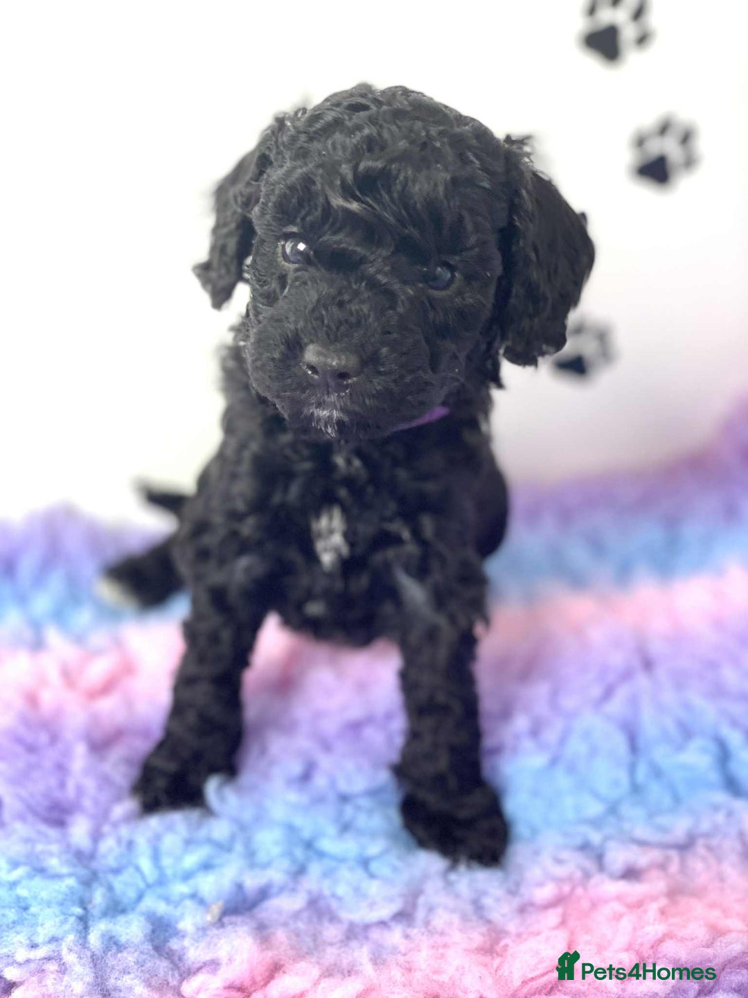 Cockapoo dogs for sale: F1b cockapoo ready to leave now last girl left - Image 36