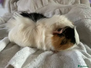Guinea Pig rodents Male and female guinea pigs - Advert 7