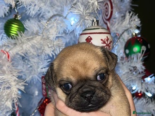 Jug dogs Jug pups for sale - Advert 3