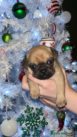 Jug dogs Jug pups for sale - Advert 3