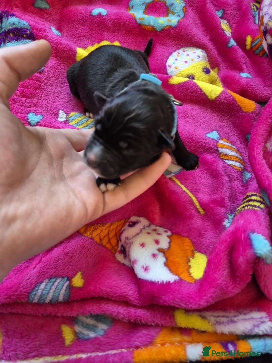 Mixed Breed dogs for sale: Mixed breed puppies for sale  - Advert 14