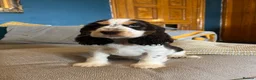 Cocker Spaniel dogs for sale: Show Type Cocker Spaniel Puppies - Advert 13