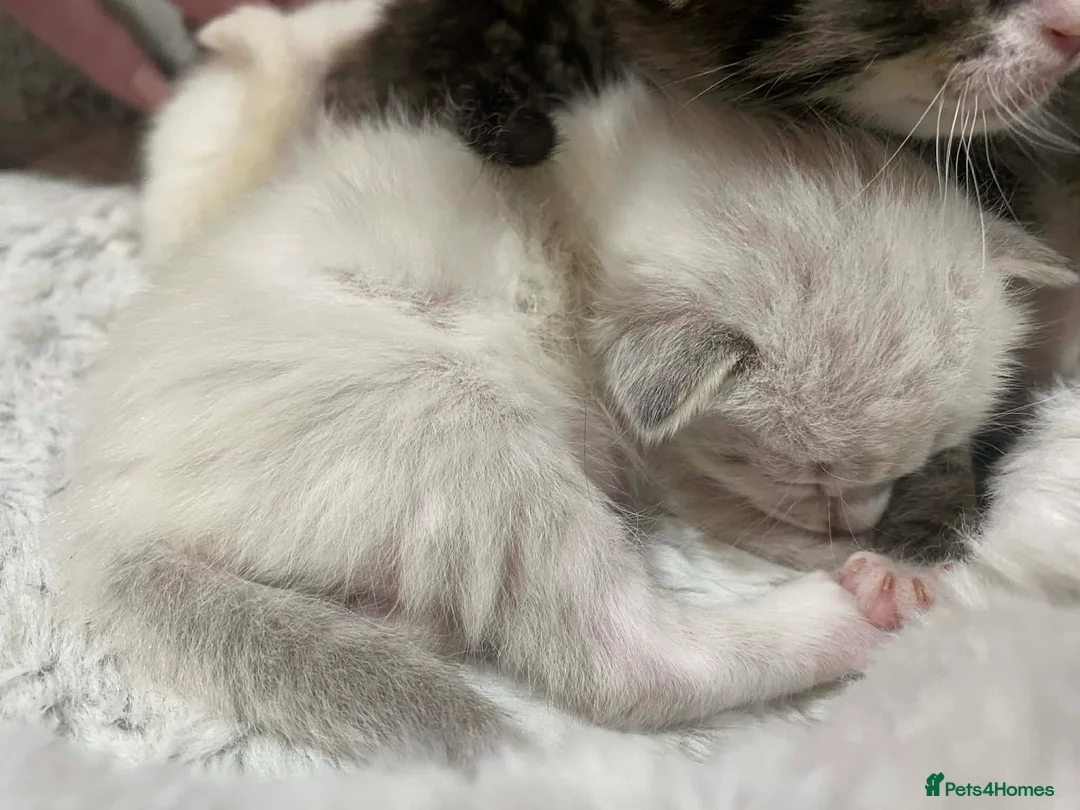 Mixed Breed cats for sale: Bengal mother. Father tabby with maincoon kittens  in Sanquhar - Advert 12