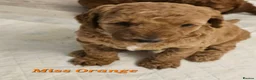 Mini Goldendoodle dogs for sale: Miniature Goldendoodle F1bb - Advert 3