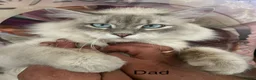 Siberian cats for sale: Pure Siberian Neva Masquerade  in Peterborough - Advert 5