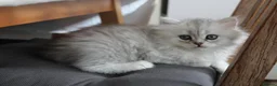 Persian cats for sale: 1 Pure Persian Chinchilla Male Kitten - Advert 22
