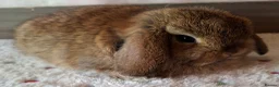 Mini Lop rabbits for sale: Various ages - Advert 11