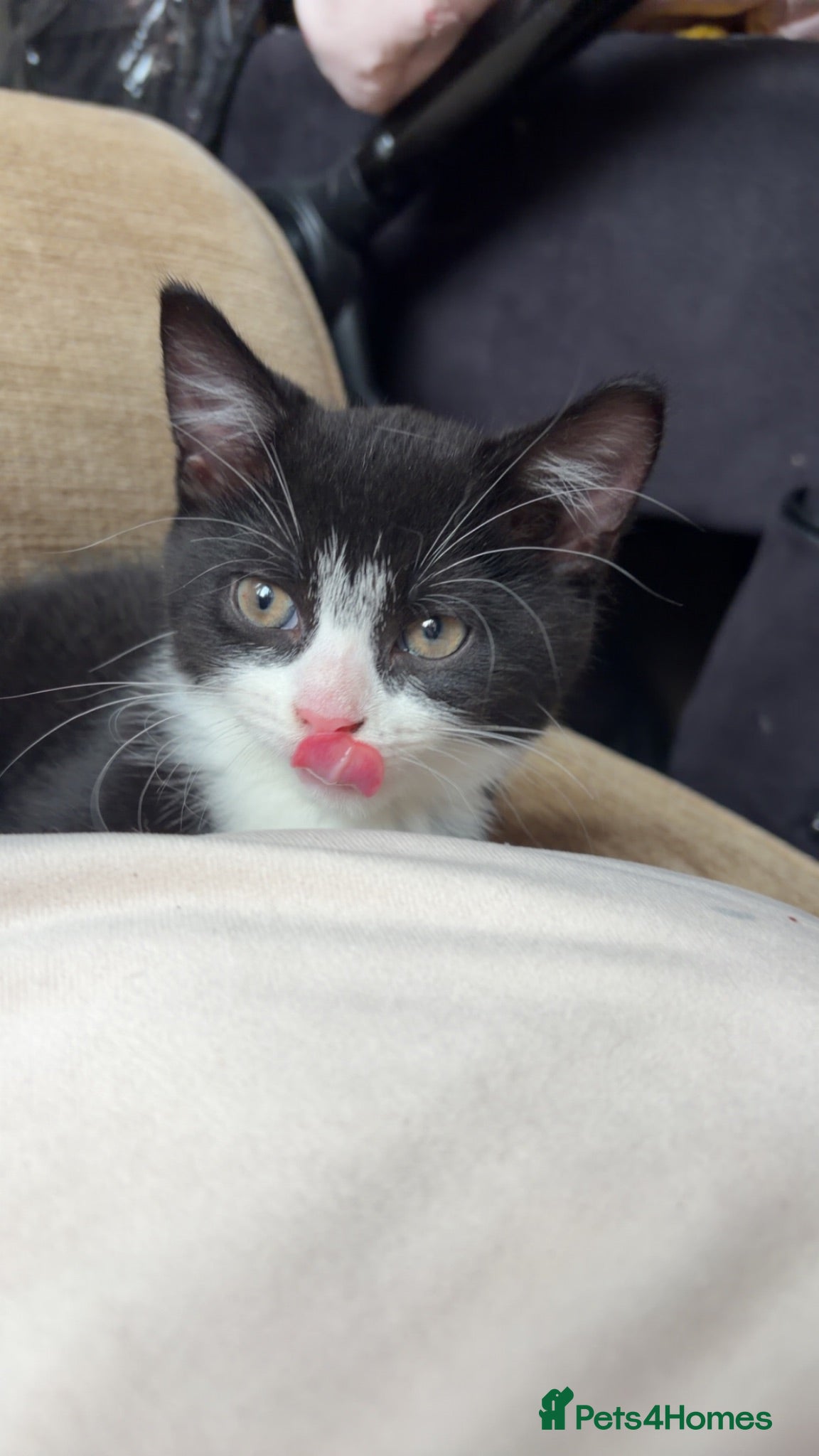 Mixed Breed cats Tuxedo cat male - Advert 1