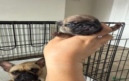 French Bulldog dogs for sale: French bull dog pups for sale - Image 4