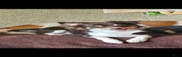Chihuahua dogs for stud: Chocolate tri Long haired chihuahua  - Advert 2
