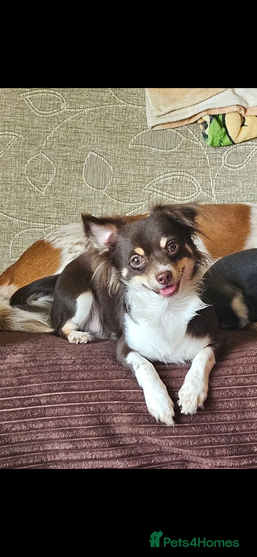 Chihuahua dogs for stud: Chocolate tri Long haired chihuahua  - Advert 2