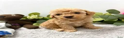 Poodle dogs for sale: Miniature poodle pups dna clear merle and apricot in Alford - Advert 14