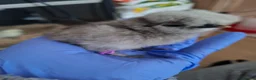 Chickens poultry for sale: Silkie and other breeds chicks in Crewe - Advert 10
