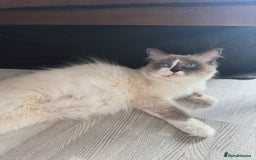 Ragdoll cats for sale: Championship 5 Generation Pedigree GCCF Ragdolls  - Image 5