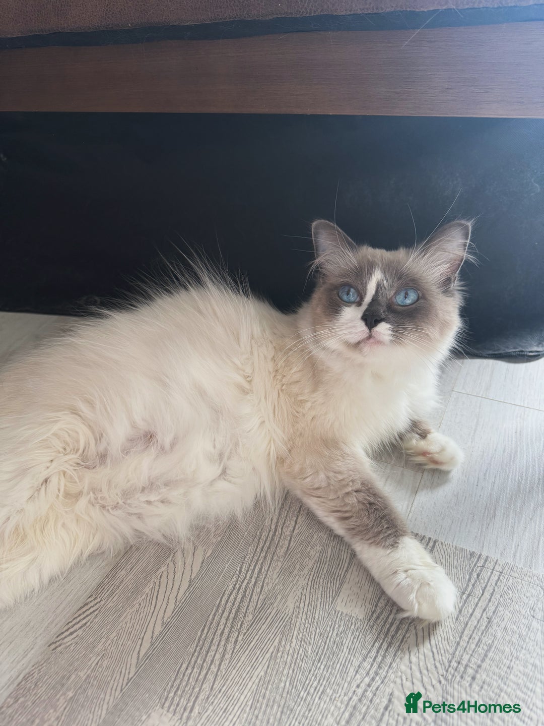 Ragdoll cats for sale: Championship 5 Generation Pedigree GCCF Ragdolls  - Image 5