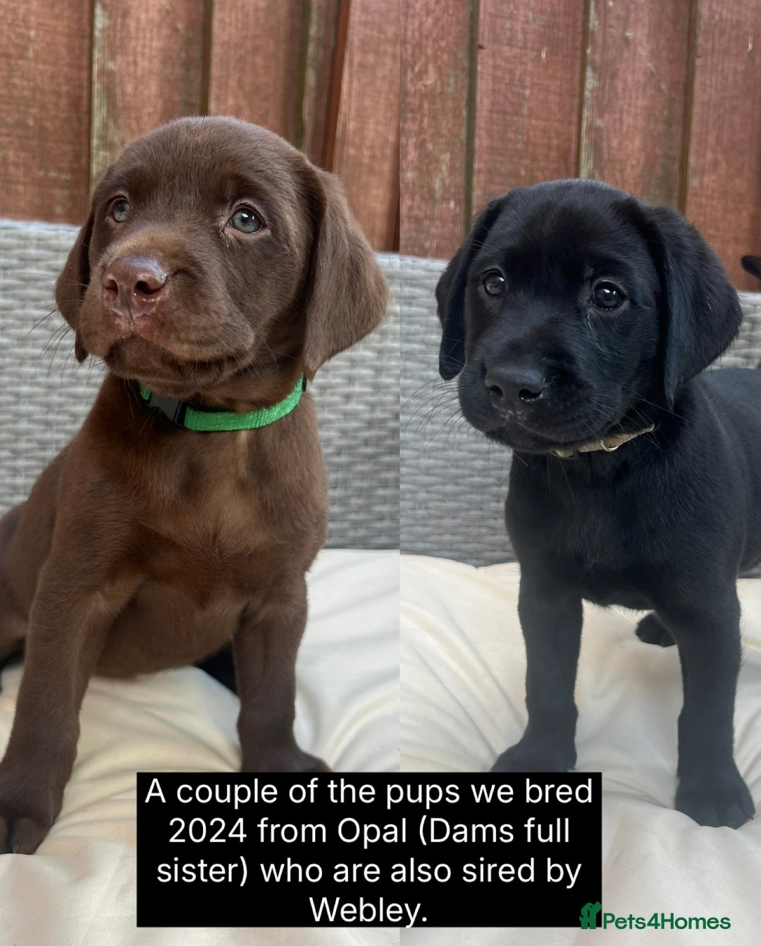Labrador Retriever dogs for sale: 🖤🤎Superb, Kc Reg, Health Tested, Lab Pups🤎🖤 - Advert 4