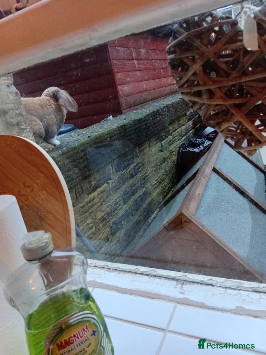 Mixed Breed rabbits for sale: Biscoff the rabbit  - Advert 3