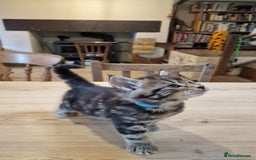 Maine Coon cats for sale: Beautiful Mainecoon X  9 kittens  - Image 14