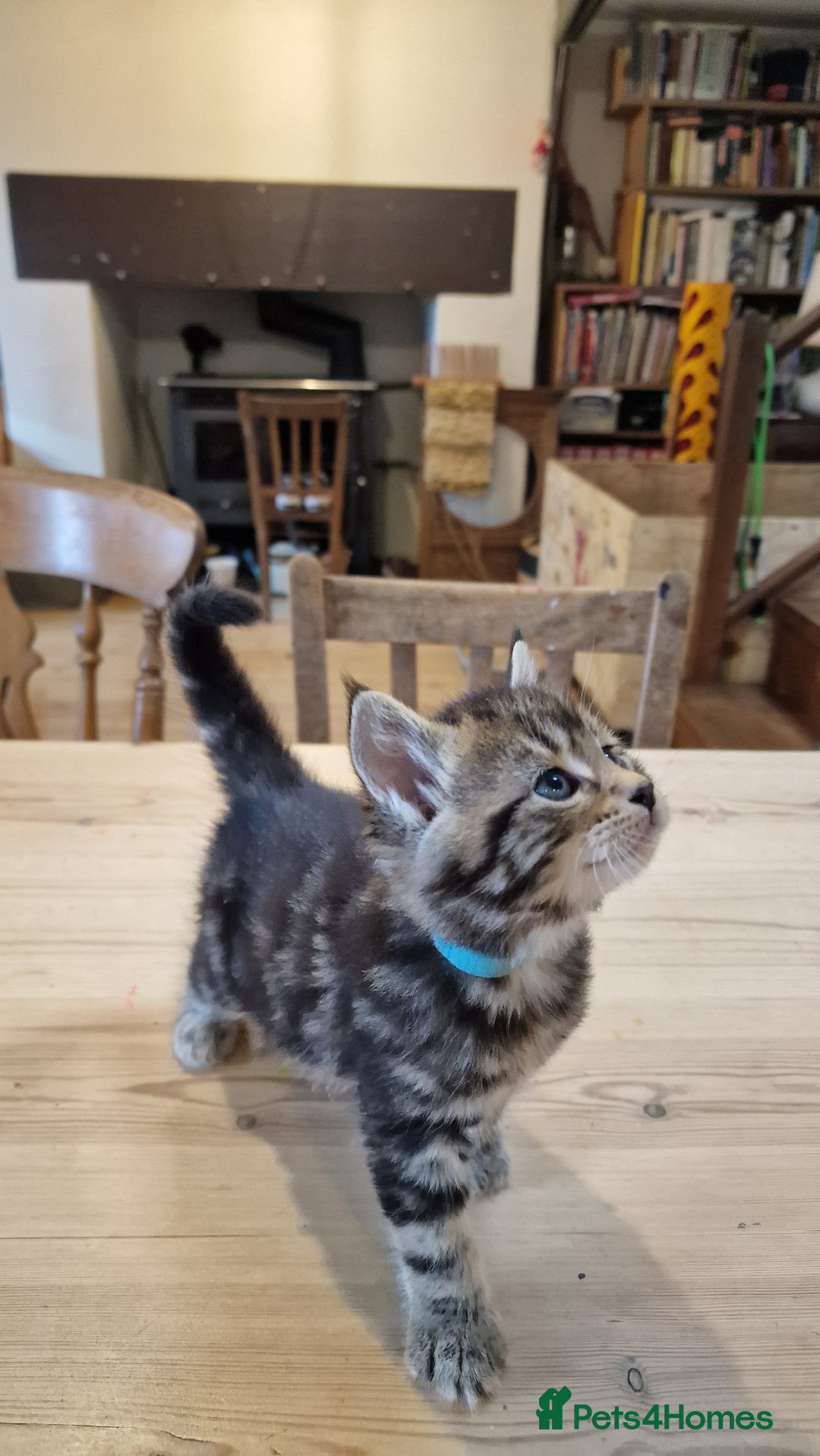 Maine Coon cats for sale: Beautiful Mainecoon X  9 kittens  - Image 14