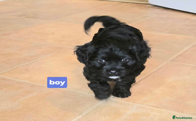 Cavapoo dogs - Advert 14