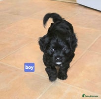 Cavapoo dogs - Advert 12