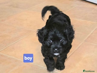 Cavapoo dogs - Advert 2