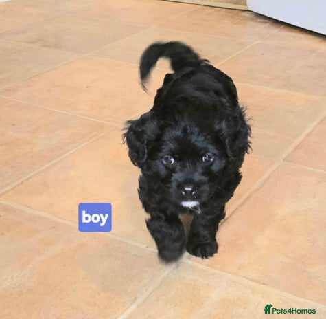 Cavapoo dogs - Advert 5