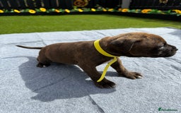 Mixed Breed dogs for sale: 6 gawjus puppy’s   - Image 9