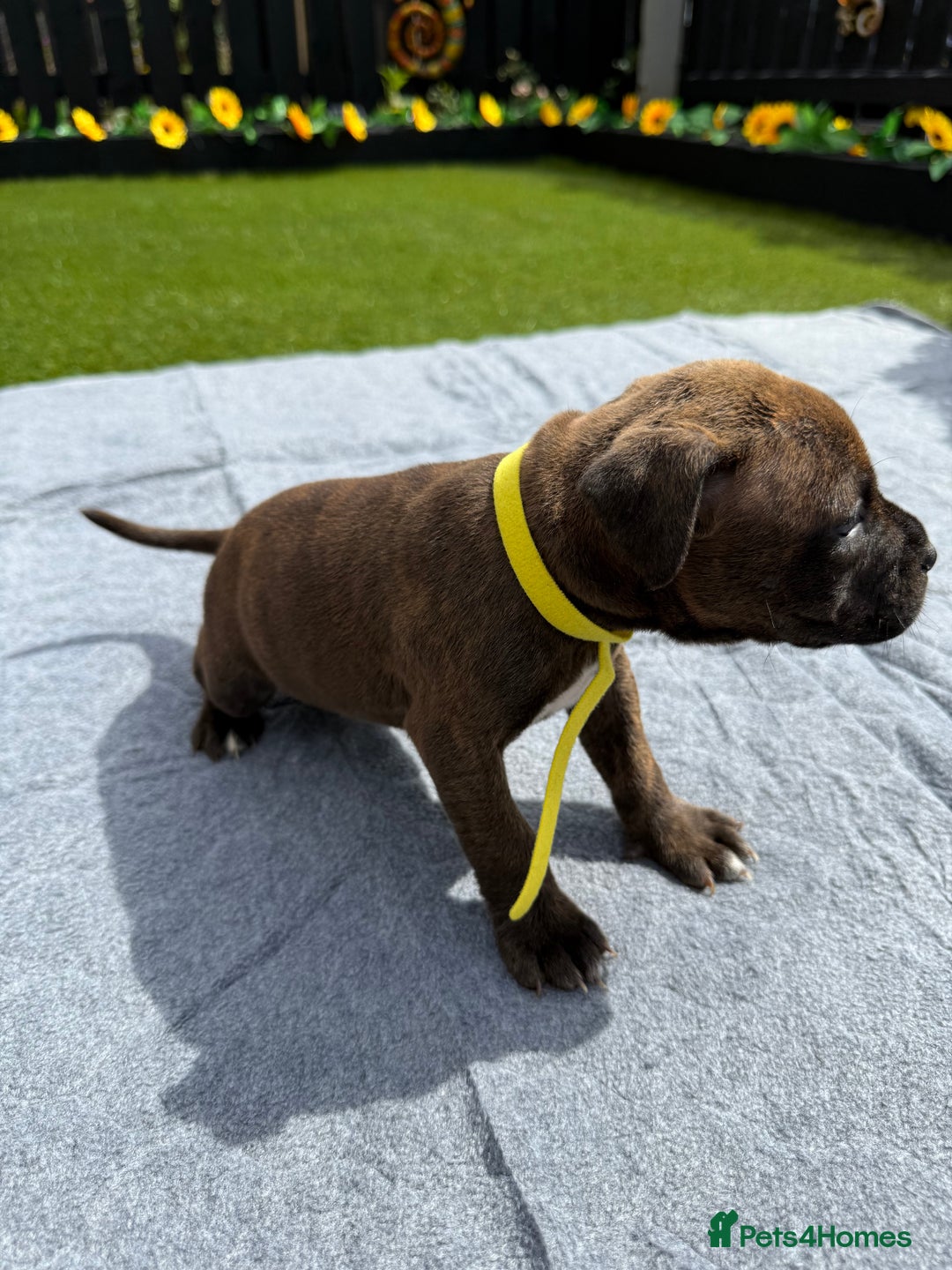 Mixed Breed dogs for sale: 6 gawjus puppy’s   - Image 9