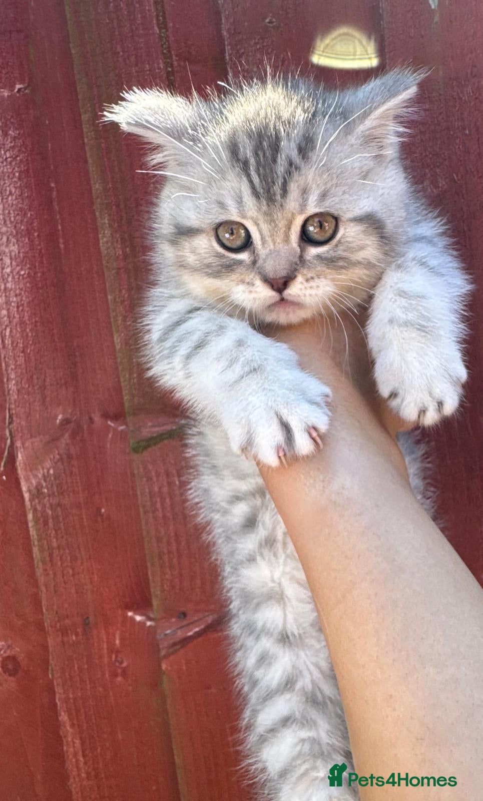 British Shorthair cats *Only 2 Left* Blue silver tipped beauty's *GCCF* - Advert 2