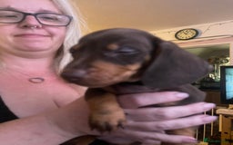 Dachshund dogs for sale: Beautiful dachshund puppies ready now - Image 11
