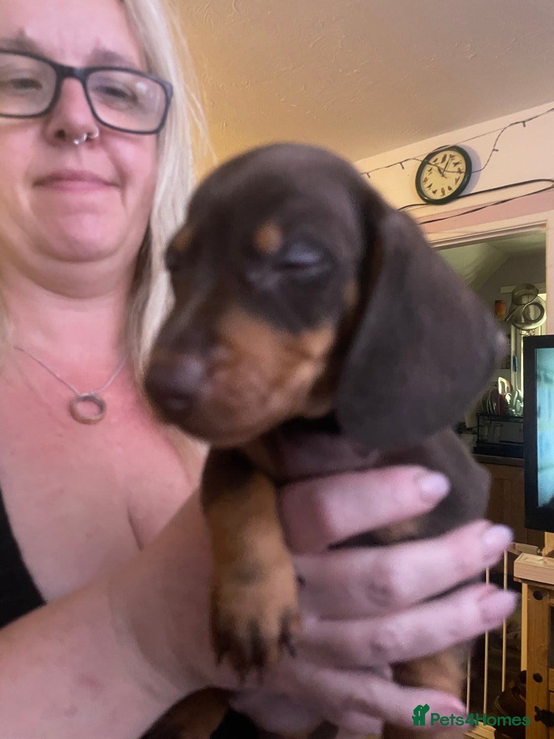 Dachshund dogs for sale: Beautiful dachshund puppies ready now - Image 11