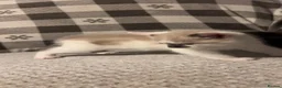 Balinese cats for sale: Beautiful 6 kittens half Balinese  - Advert 3