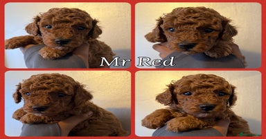 Miniature Poodle dogs - Advert 1