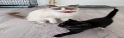 Ragdoll cats for sale: Ragdoll mix - Advert 5
