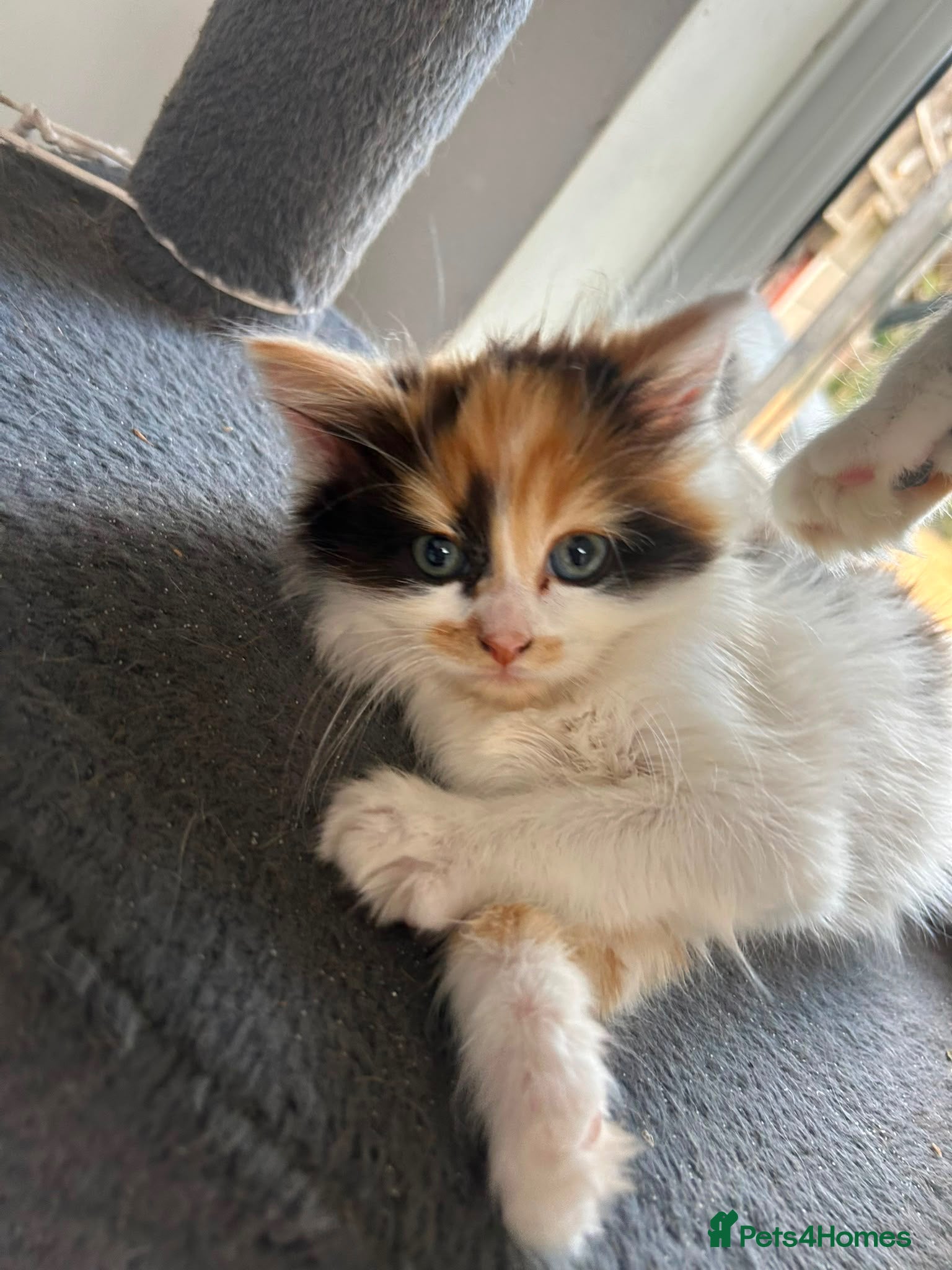 Mixed Breed cats 3 adorable kittens looking for a new home! - Advert 1