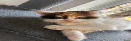 Mixed Breed cats for sale: 3 adorable kittens looking for a new home! - Advert 1