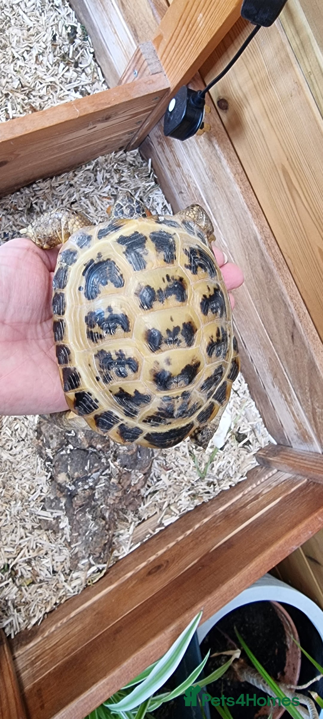 Tortoise reptiles for sale: 10 y old two Horsfield tortoises  - Advert 7