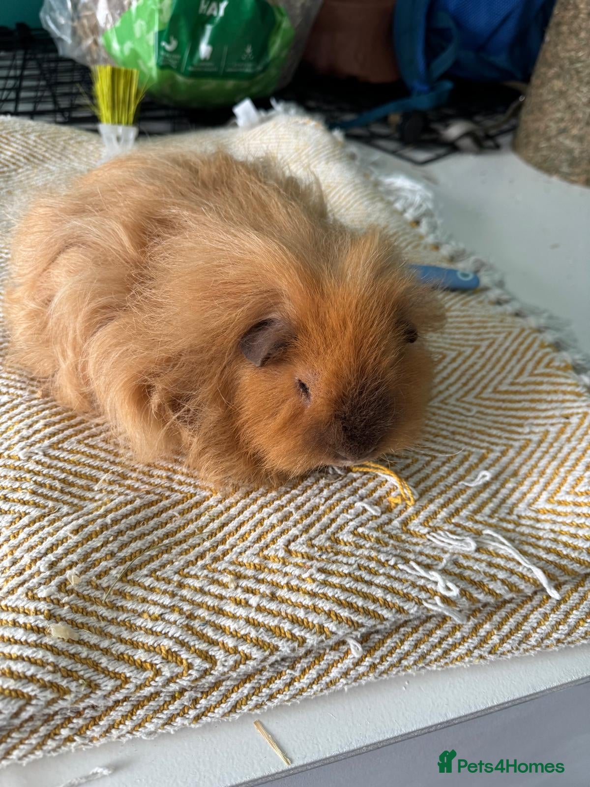 Guinea Pig rodents 2 Lovely male guinea pigs for rehome in Stockport - Advert 1
