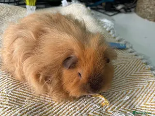 Guinea Pig rodents 2 Lovely male guinea pigs for rehome in Stockport - Advert 1