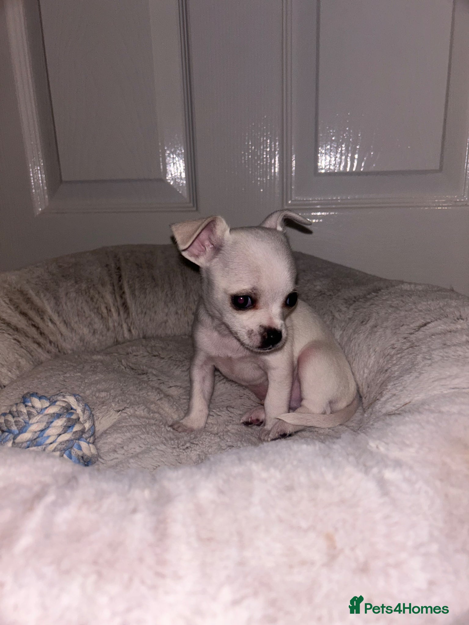 Chihuahua dogs for sale: Last Baby Boy Chihuahua  in Manchester - Advert 4