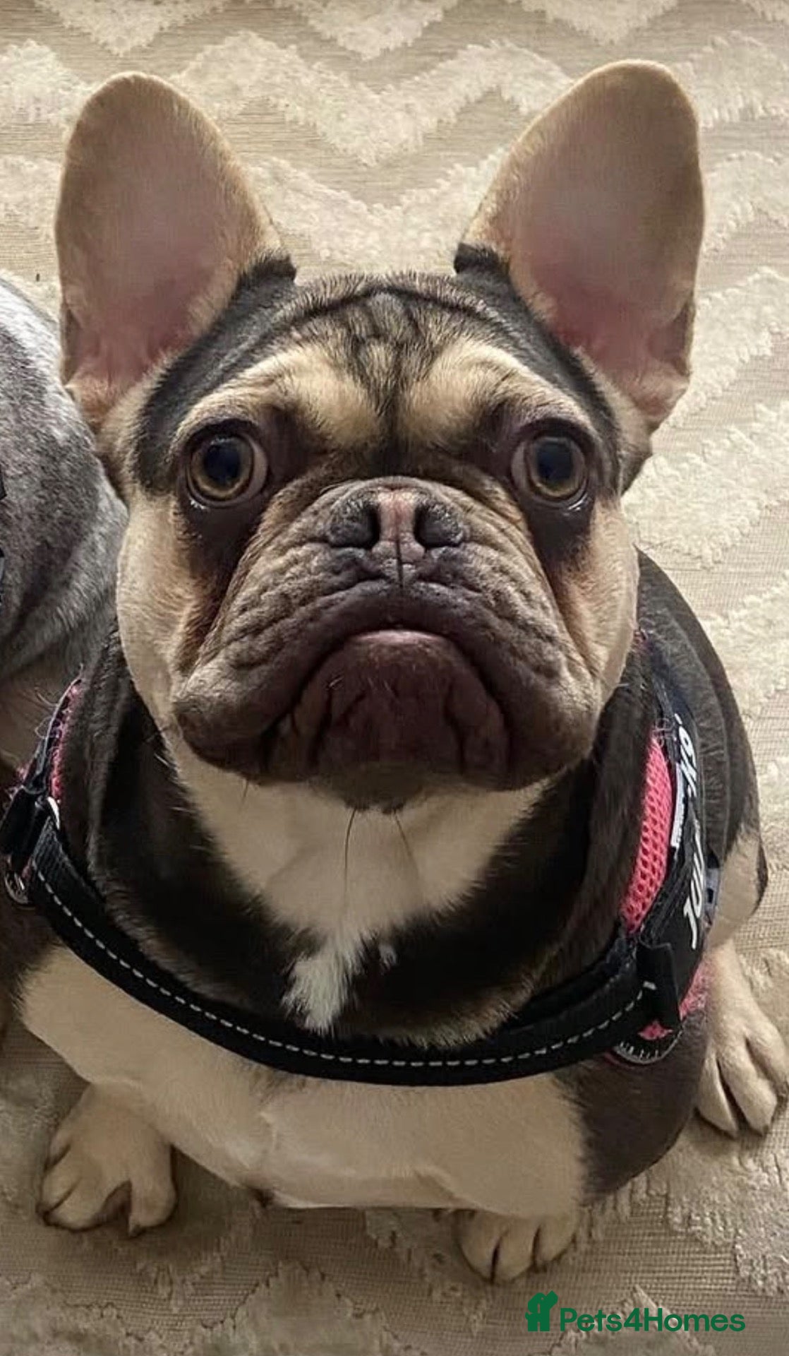 French Bulldog dogs for sale: Female French bulldog  - Advert 2