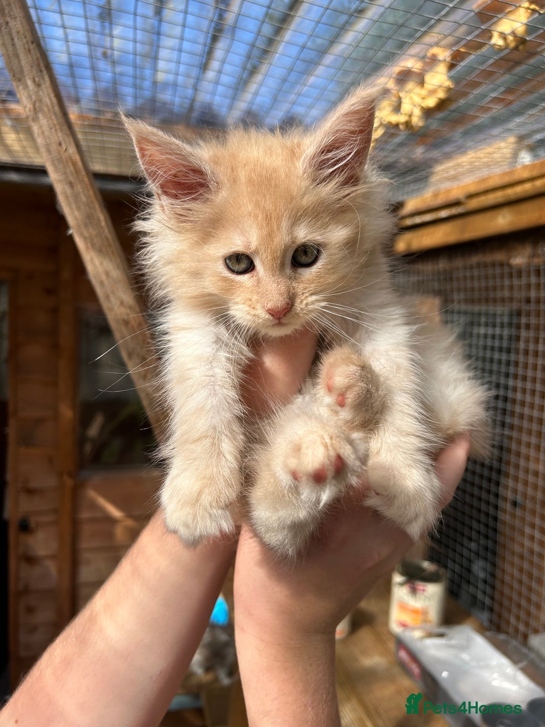 Maine Coon cats for sale: Active Maine Coon Stud for sale - Advert 12