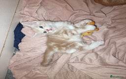 Maine Coon cats for sale: Mainecoon kittens  - Image 15