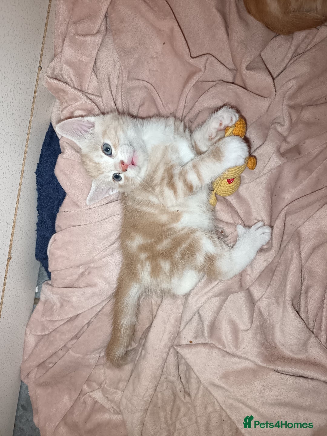 Maine Coon cats for sale: Mainecoon kittens  - Image 15