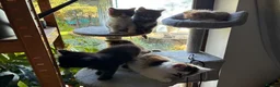 Mixed Breed cats for sale: Healthy , Energetic, Absolutely stunning 8  - Advert 13
