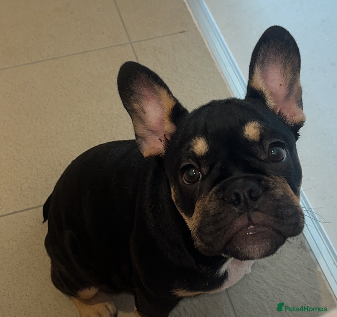 French Bulldog dogs for sale: Female frenchie puppy  - Advert 2